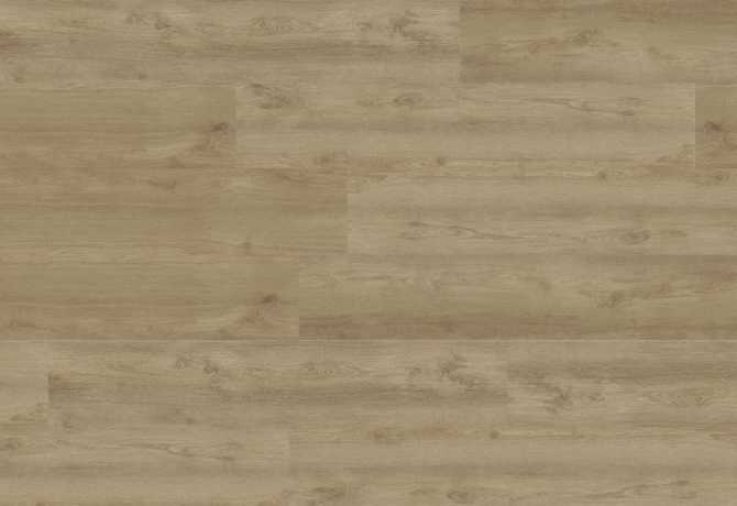 Oak silvinter